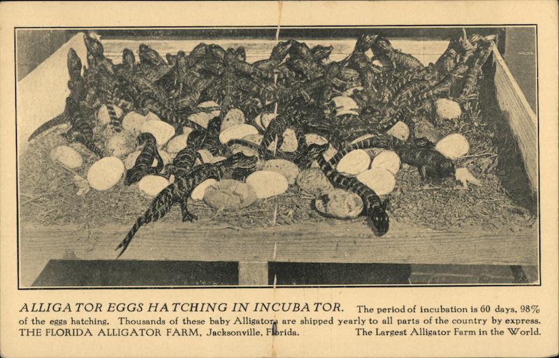 Alligator Eggs Hatching in Incubator - Florida Alligator Farm Jacksonville