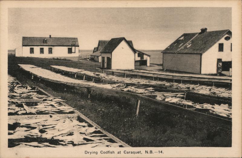 Drying Codfish Caraquet NB Canada New Brunswick