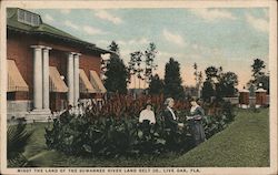 Midst the Land of the Suwannee River Land Belt Company Postcard