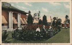 Midst the Land of the Suwannee River Land Belt Company Live Oak, FL Postcard Postcard Postcard