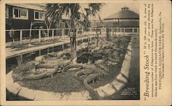 "Breeding Stock" at The Florida Alligator Farm Postcard