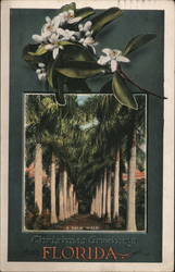 A Palm Walk - Christmas Greetings from Florida Postcard