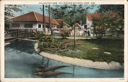 Alligator Farm Postcard