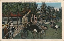 A Ten Foot Reach for an Orange at the Ostrich Farm Jacksonville, FL Postcard Postcard Postcard