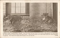 Lion Clubs at Forest Park Postcard