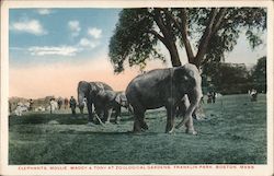 Elephants Mollie, Waddy & Tony at Franklin Park Zoological Gardens Boston, MA Postcard Postcard Postcard