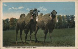 Siberian Camels, Franklin Park Postcard