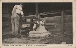 Shearing the Sheep in Forest Park Springfield, MA Postcard Postcard Postcard