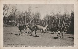 Deer in Forest Park Postcard