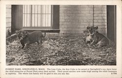 Lion Cubs at Forest Park Springfield, MA Postcard Postcard Postcard