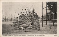 Forest Park Peacocks Postcard