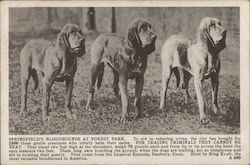 Springfield's Bloodhounds at Forest Park Postcard