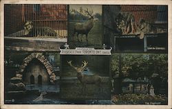 Animals at Riverdale Park Toronto, ON Canada Ontario Postcard Postcard Postcard