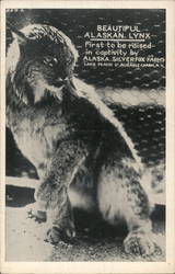 Beautiful Alaskan Lynx Postcard