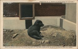 Baby Fox Sun Bathing, McNeill Black-Silver Fox Farm Postcard