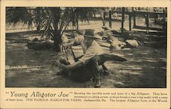 Young Alligator Joe at The Florida Alligator farm Postcard