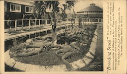 Breeding Stock - The Florida Alligator Farm Postcard
