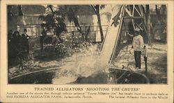 Trainer Alligator Shooting the Chutes Florida Alligator Farm Postcard
