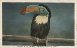 Catalina Island Bid Park Lemon Crested Toucan Postcard