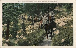 Bear Grass on Iceberg Lake Trail Glacier National Park, MT Postcard Postcard Postcard