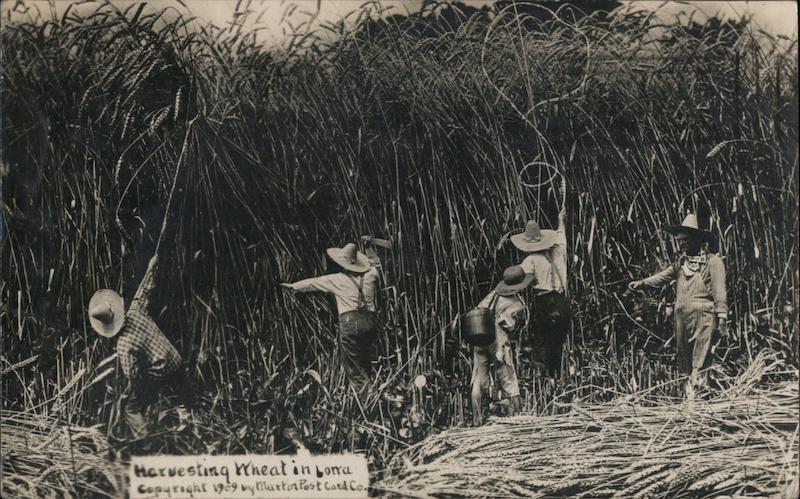 Harvesting Wheat in Missouri Exaggeration