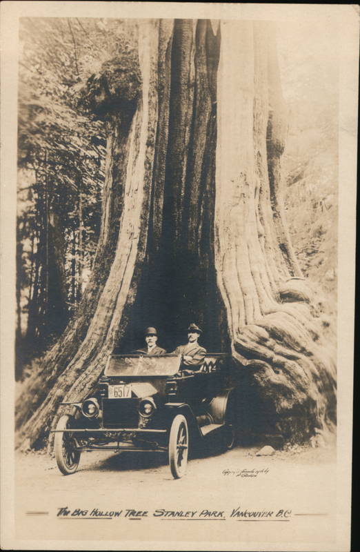 Driving Through The Big Hollow Tree in Stanley Park Vancouver BC Canada