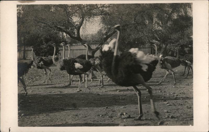Ostriches