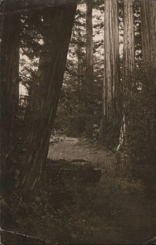 Trail Through Redwoods Camp Meeker California