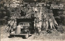 Drive-Way Stump at the Redwood Shop Postcard