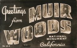 Greetings From Muir Woods National Monument Postcard