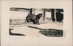 Mountain Lion Captured near Montrose Postcard