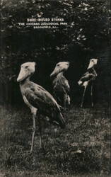 Shoe-Billed Storks - Chicago Zoological Park Brookfield, IL Postcard Postcard Postcard