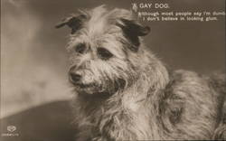 Gay Dog Dogs Postcard Postcard Postcard