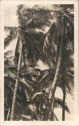 Man Climbing Coconut Tree On Beach Postcard