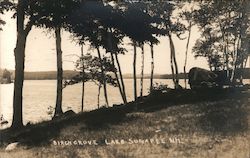 Birch Grove, Lake Sunapee Postcard