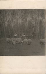 Women with Sheep Postcard