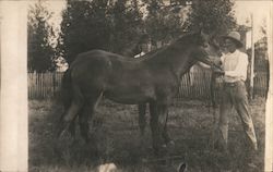 Man Tending to Horses Postcard Postcard Postcard