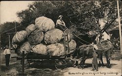 Kansas is the Place We Grow Large Cabbage Exaggeration Postcard Postcard Postcard