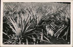 Pineapple Field Postcard