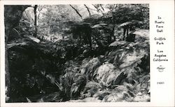 In Rustic Fern Dell - Griffith Park Postcard