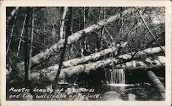 Rustic Beauty of Sycamores and Tiny Waterfalls Postcard