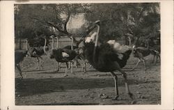 Ostriches Postcard