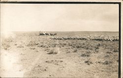 Sheep Ranch Scene, Covered Wagon Postcard