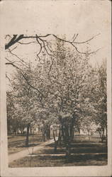 Pear trees in bloom in front yard Postcard