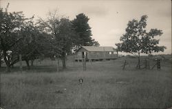 Rural Farmhouse in Field Postcard