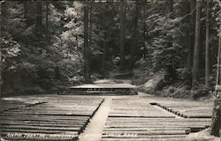Armstrong Redwoods Amphitheatre Postcard