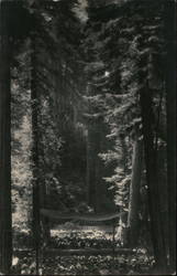 Bohemian Grove Orchestra Postcard