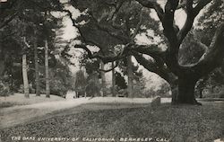 The Oaks at the University of California Postcard