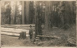 Man Standing With Felled Timber Washington Postcard Postcard Postcard