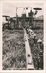 Workers Harvesting Pineapple in the Field Postcard